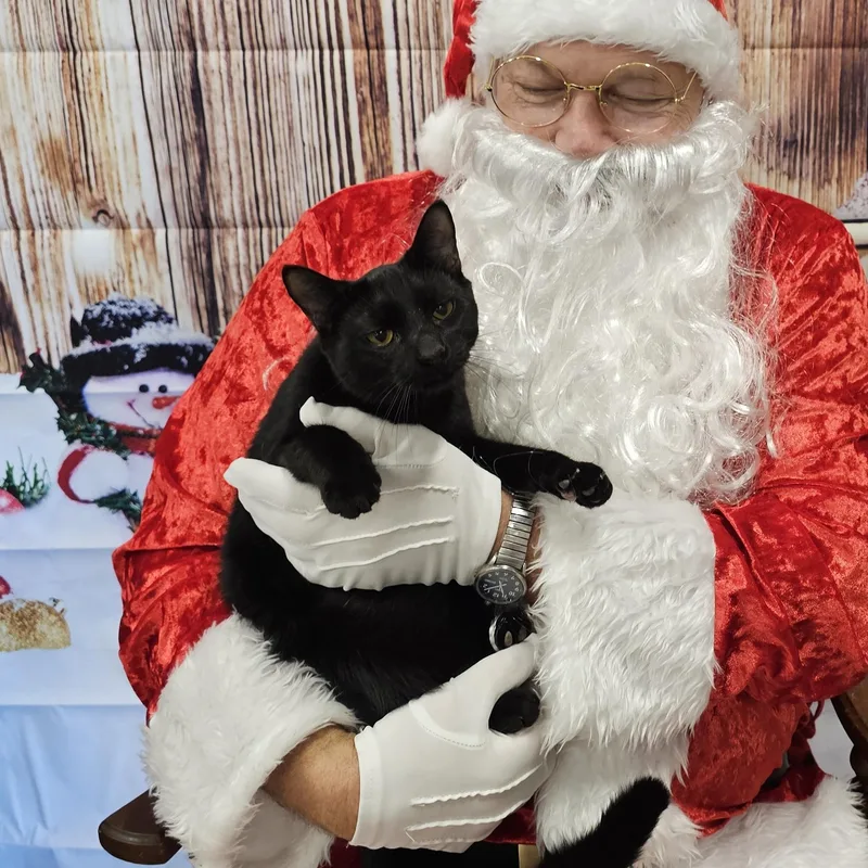 A young medium-sized male Black Domestic Short Hair cat named Ash for adoption in Lumberton, NC