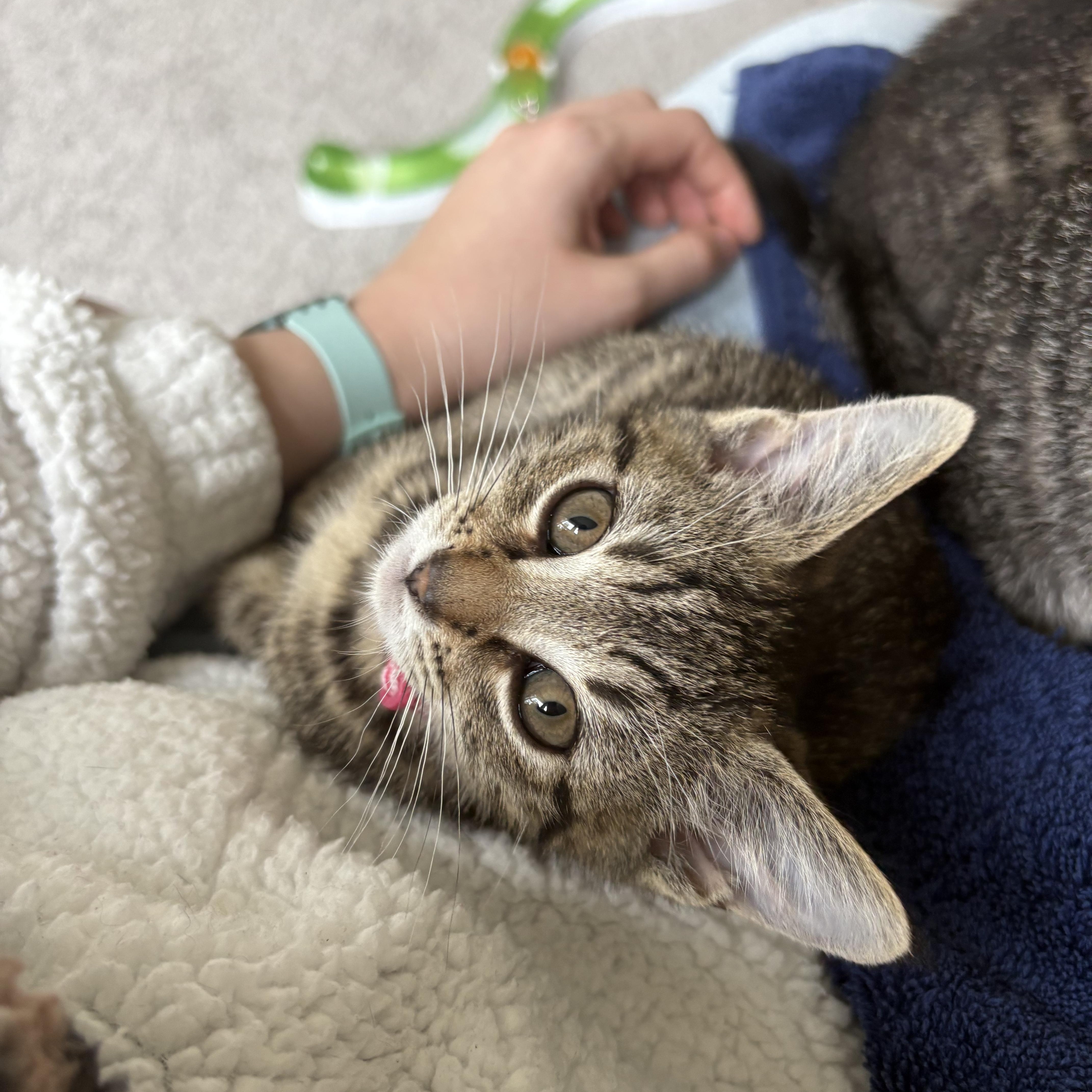 A baby small-sized female Tabby (Brown / Chocolate) Domestic Short Hair cat named Pyra for adoption in Indianapolis, IN