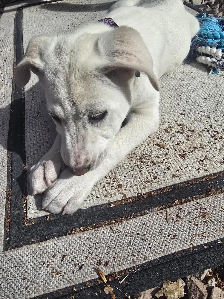 A baby medium-sized female White / Cream Labrador Retriever dog named Jojo for adoption in Lafayette, CO