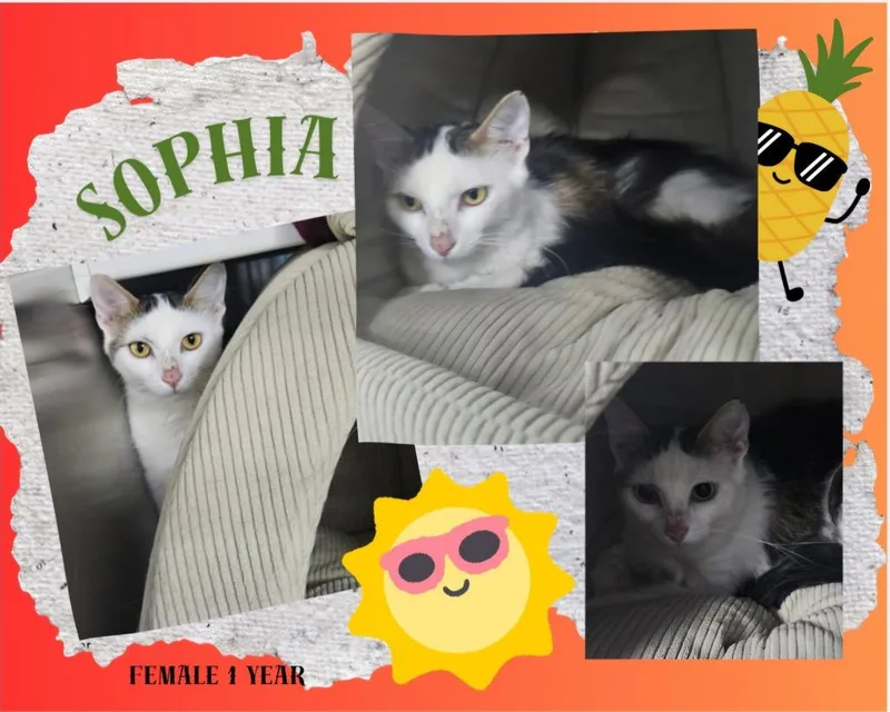 Sophia