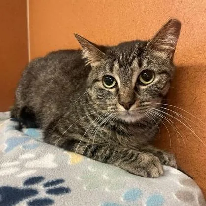 An adult medium-sized female Tabby (Brown / Chocolate) Domestic Short Hair cat named Tabitha for adoption in Rochester, MN