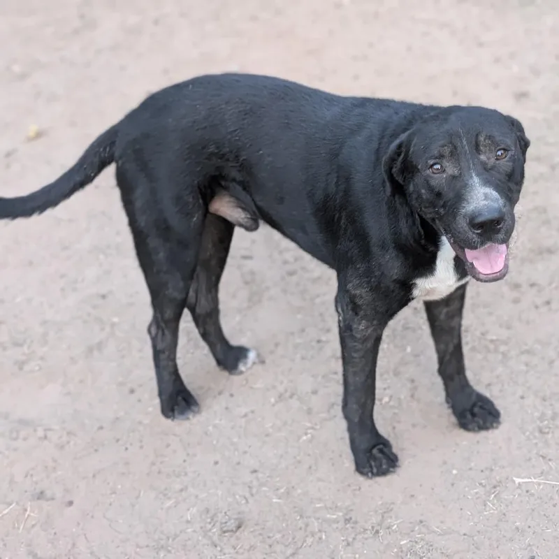 An adult large-sized male Black Labrador Retriever dog named oreo MPACStray for adoption in Marshall, TX