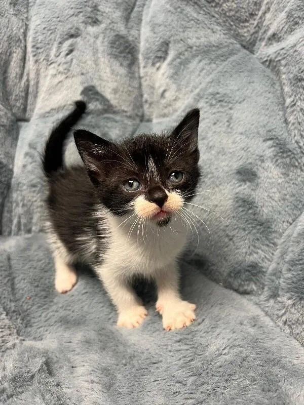 A young medium-sized female Black Domestic Short Hair cat named Pot Hole for adoption in North Babylon, NY
