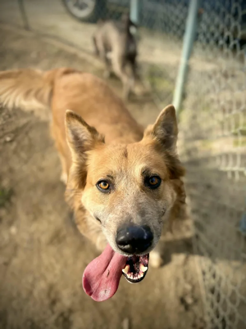 An adult large-sized male Shepherd dog named Pb for adoption in Visalia, CA