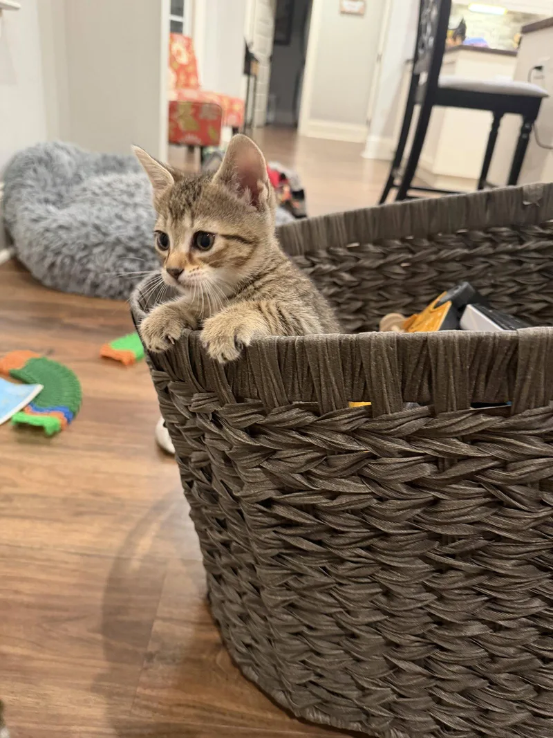 A young medium-sized male Domestic Short Hair cat named Brisket for adoption in Camden, SC