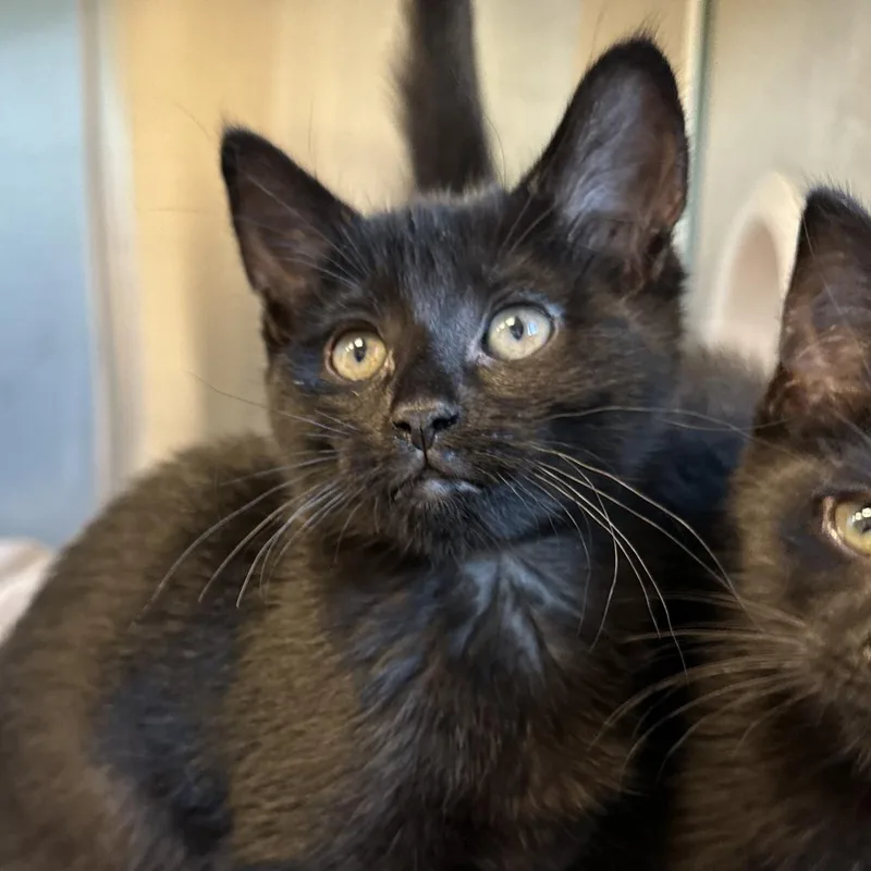 A baby small-sized female Black Domestic Short Hair cat named Rowdy for adoption in Washington Township, OH