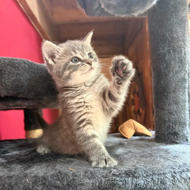 A baby small-sized female Gray / Blue / Silver Domestic Short Hair cat named Cricket for adoption in Birdsboro, PA
