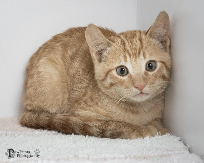 A young medium-sized male Tabby (Orange / Red) Domestic Short Hair cat named Elvis for adoption in Maryville, TN