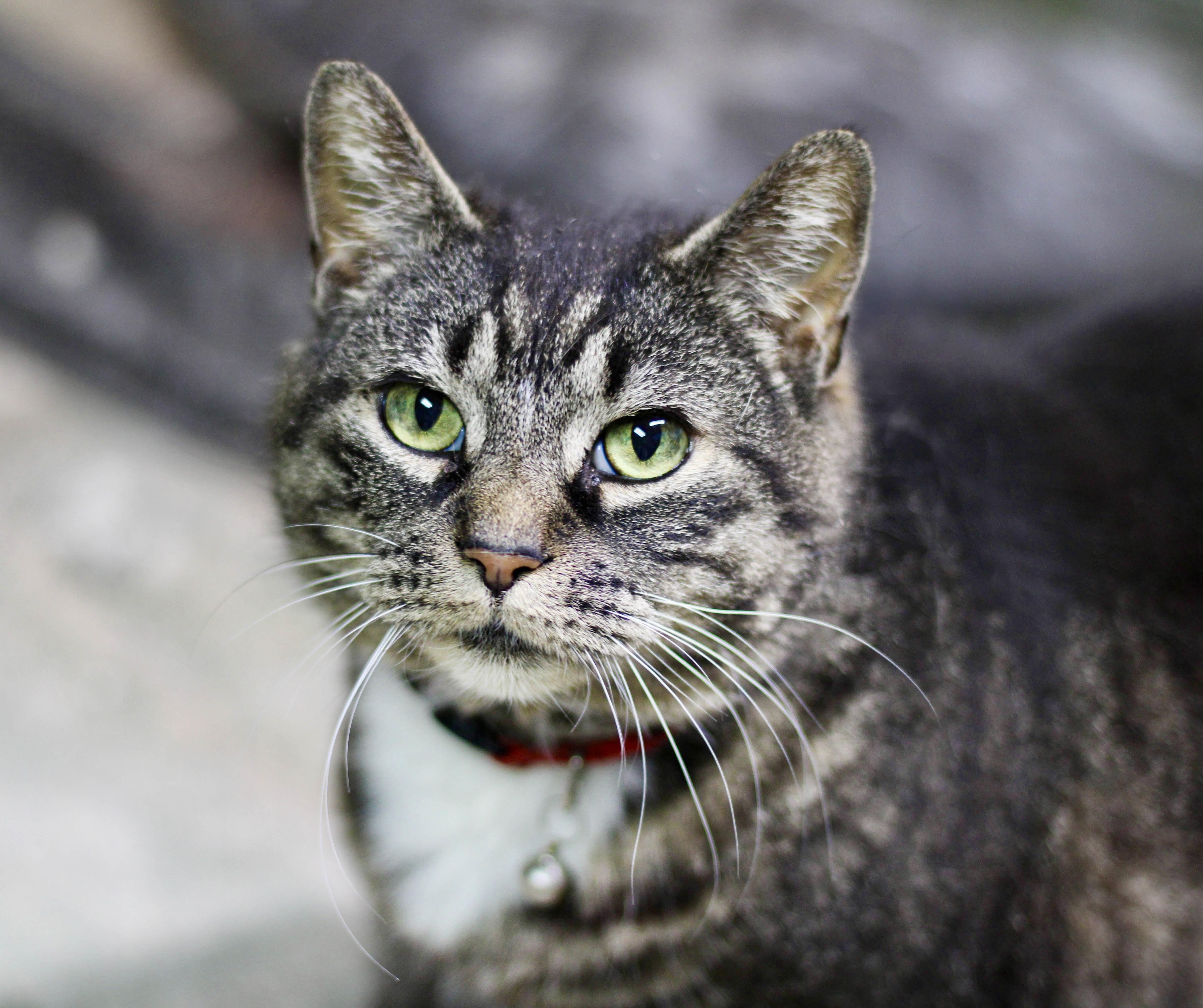 An adult large-sized female Tabby (Brown / Chocolate) Domestic Short Hair cat named Ari for adoption in Liverpool, NY