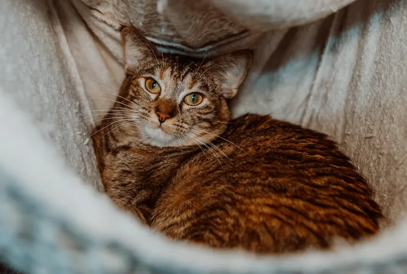 An adult medium-sized female Tabby (Tiger Striped) Tabby cat named Elphaba for adoption in Le Mars, IA