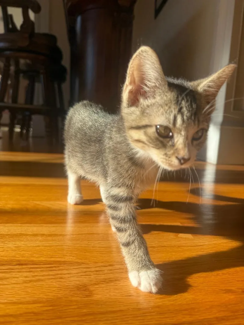 A baby medium-sized male Tabby (Brown / Chocolate) Tabby cat named Sully for adoption in Wayne, NJ