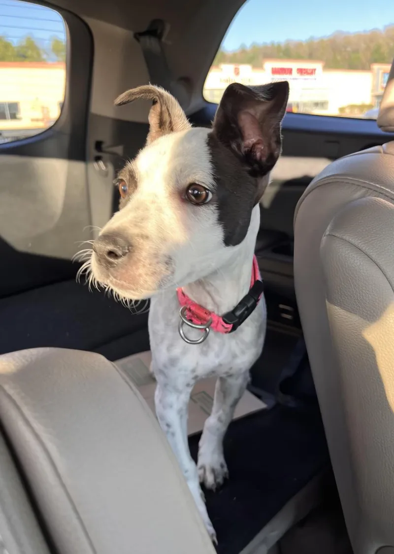 A baby medium-sized female White / Cream Australian Cattle Dog / Blue Heeler dog named Sadie for adoption in Gregory, TX