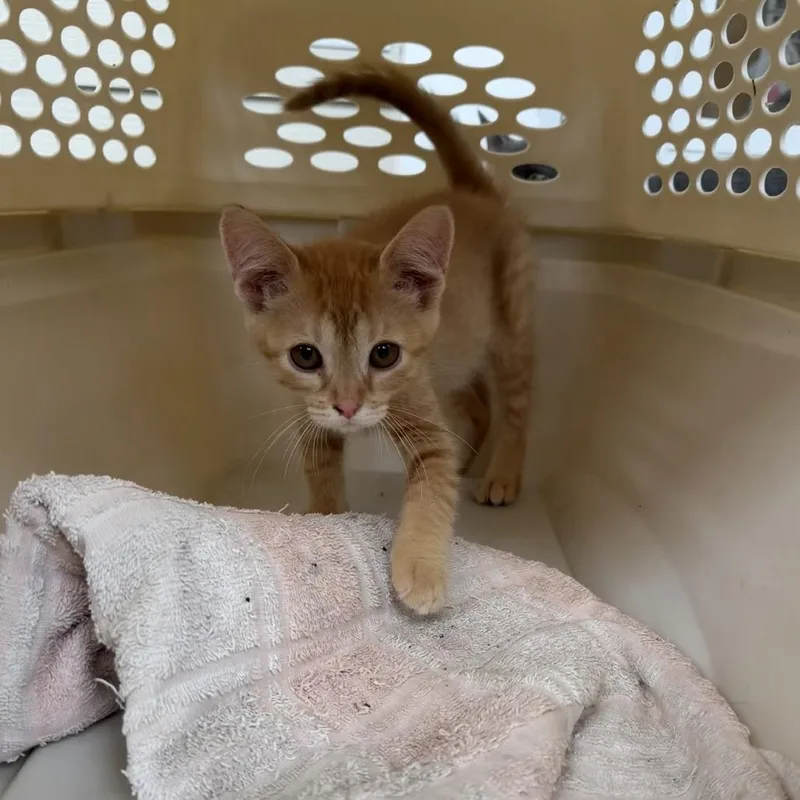 A baby small-sized female Orange / Red Domestic Short Hair cat named Miley for adoption in Gloucester, VA
