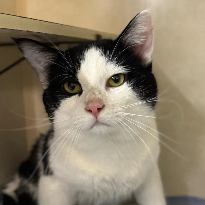 A young medium-sized male Domestic Short Hair cat named Qdoba for adoption in Battle Creek, MI