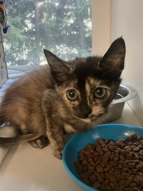 A baby small-sized female Domestic Short Hair cat named Trinket for adoption in Long Beach, CA