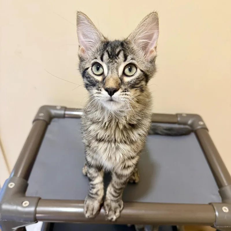 A baby small-sized male Black & White / Tuxedo Domestic Medium Hair cat named Hanson for adoption in Agoura Hills, CA