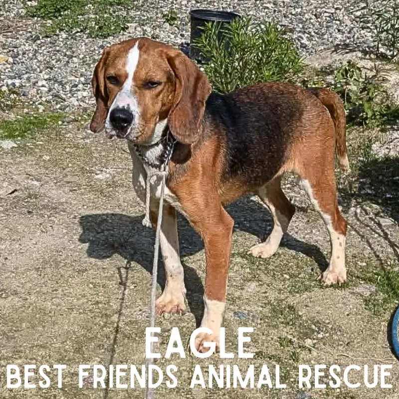 An adult small-sized female Beagle dog named Eagle for adoption in Wasilla, AK
