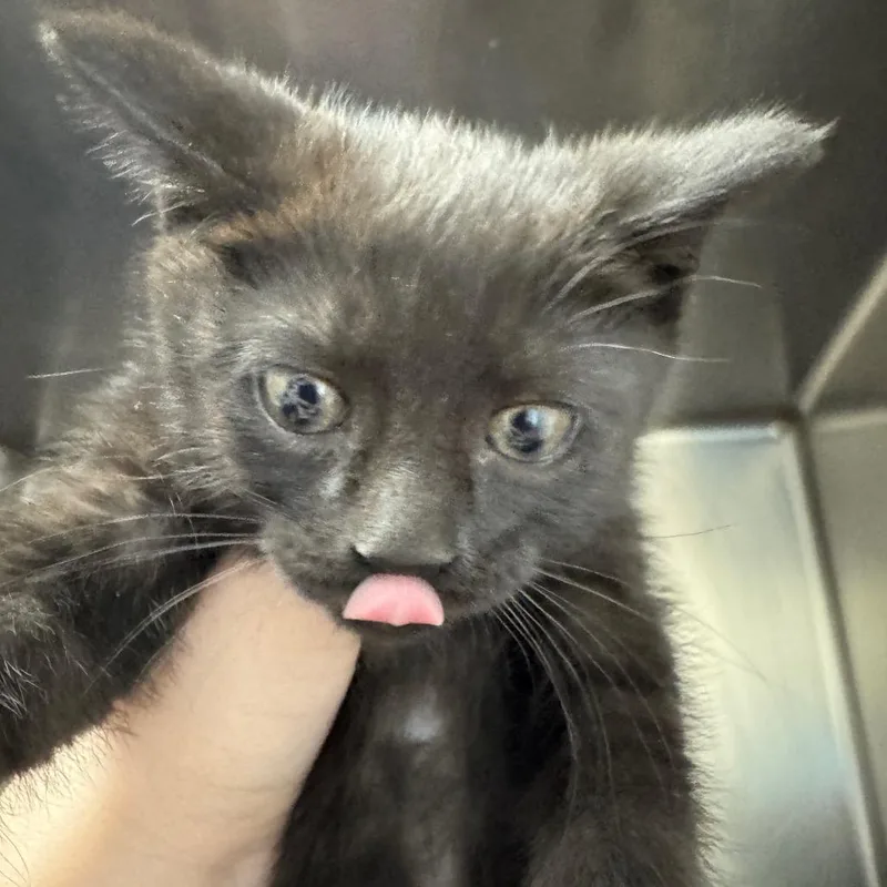 A baby small-sized female Black Domestic Short Hair cat named Alakazam for adoption in Pekin, IL