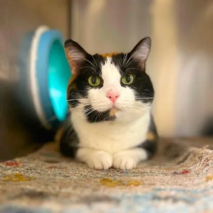An adult medium-sized female Calico Domestic Short Hair cat named Momma Dee for adoption in Quincy, IL