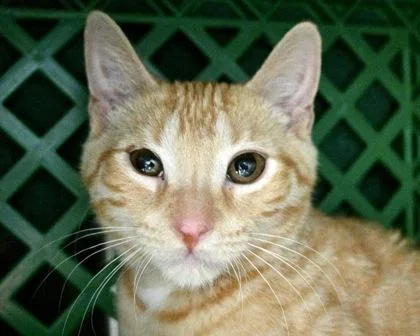 A baby small-sized male Domestic Short Hair cat named Triscuit for adoption in West Seneca, NY