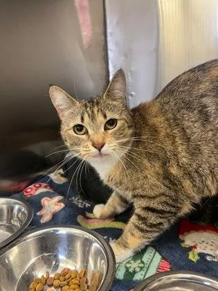 An adult medium-sized female Calico Domestic Short Hair cat named Sia for adoption in Williamsport, PA