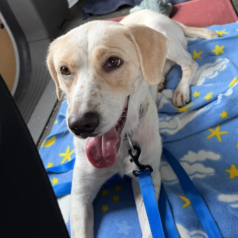 An adult medium-sized female American Foxhound dog named Syssi for adoption in Cumberland , VA
