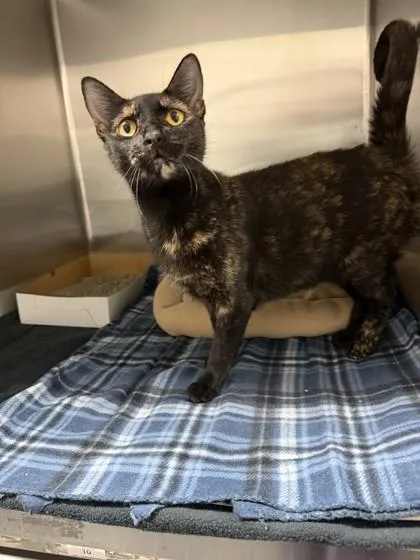 An adult small-sized female Domestic Short Hair cat named Saralee for adoption in North Miami Beach, FL