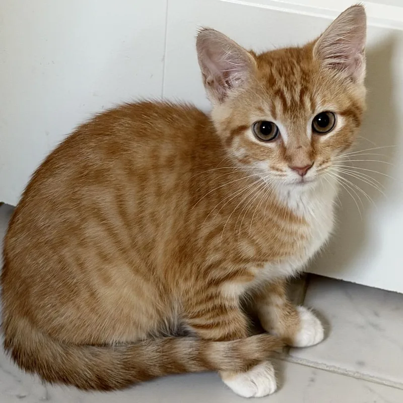 A baby small-sized female Orange / Red Domestic Short Hair cat named Ginny for adoption in Huntsville, AL