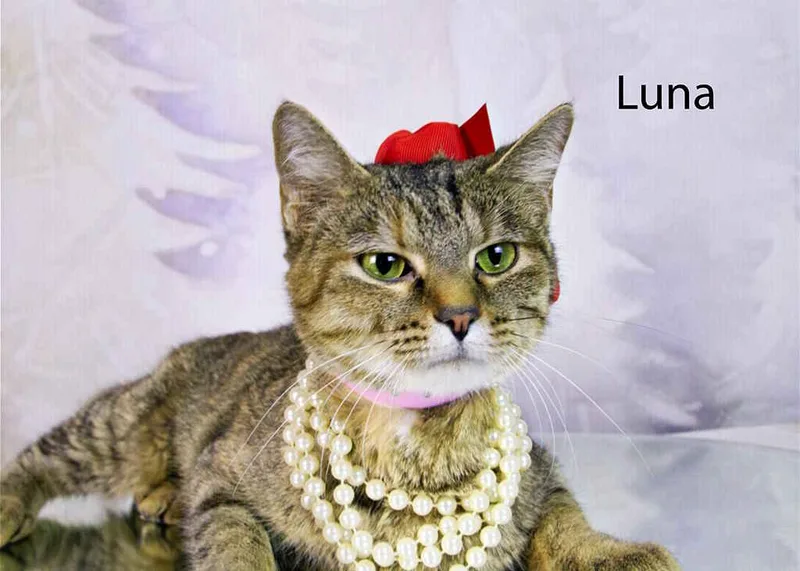 An adult medium-sized female Torbie cat named Luna for adoption in York, NE