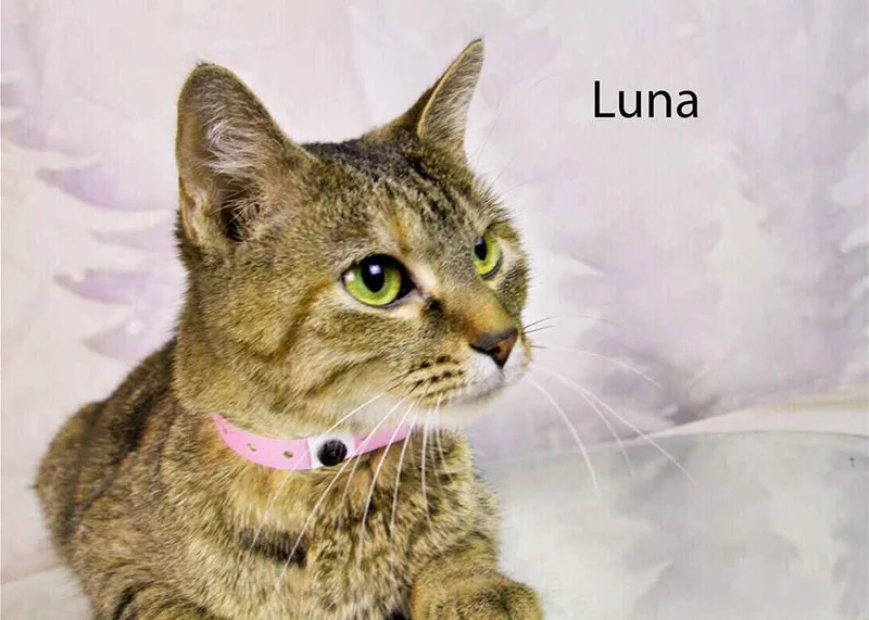 Luna thumbnail 2