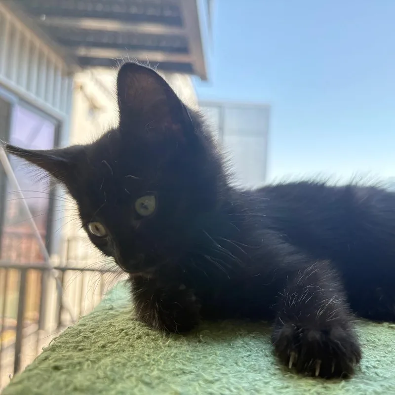 A baby small-sized female Black Domestic Short Hair cat named Mazarine for adoption in Buffalo, MN