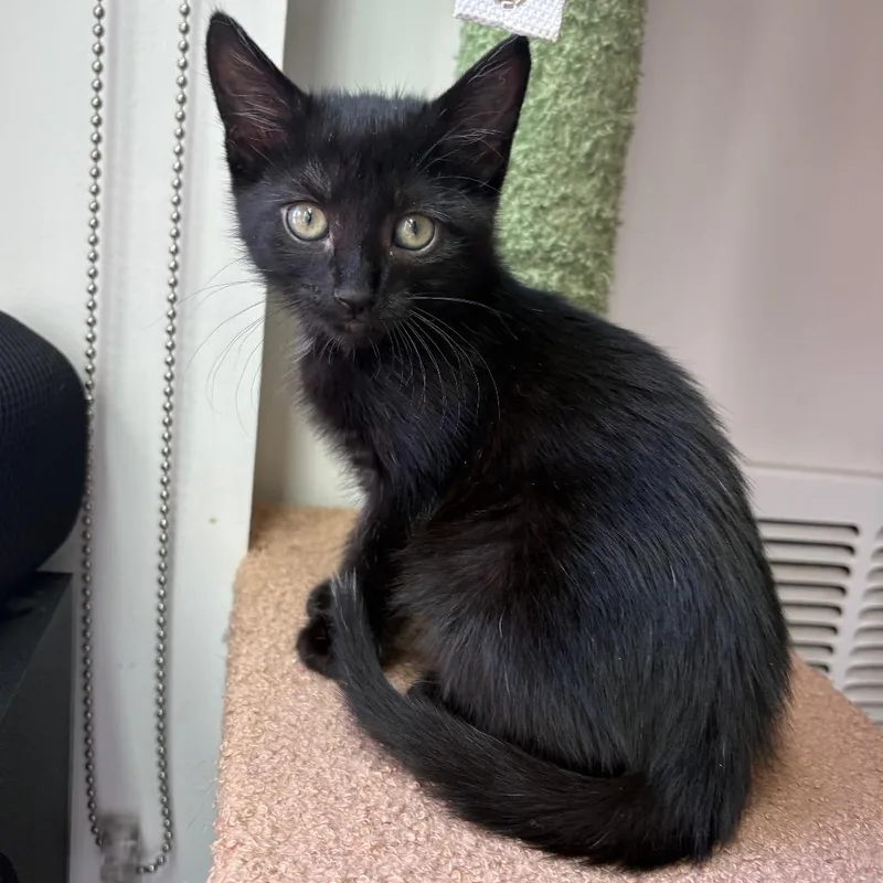 Mazarine thumbnail 2