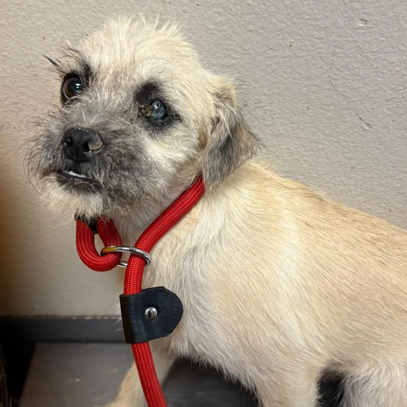 A young small-sized female White / Cream Terrier dog named Bridgett for adoption in Yuma, AZ