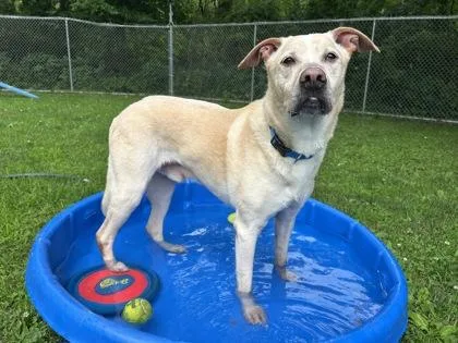 A senior large-sized male Labrador Retriever dog named Buddy for adoption in Scotia, NY