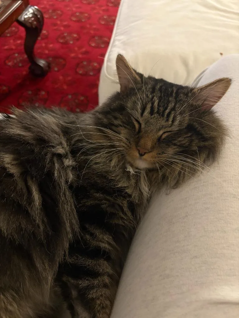 Faxonno Longer Accepting Applications thumbnail 3