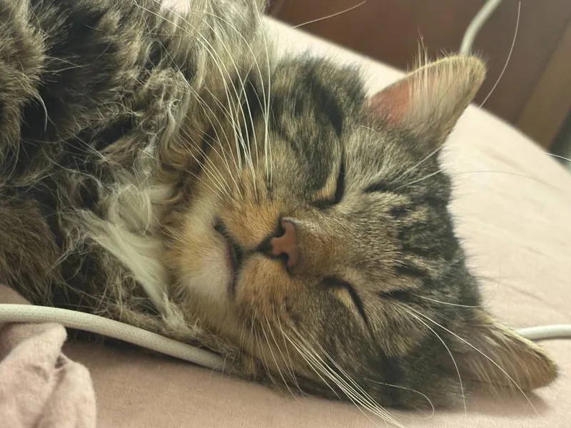 Faxonno Longer Accepting Applications thumbnail 4