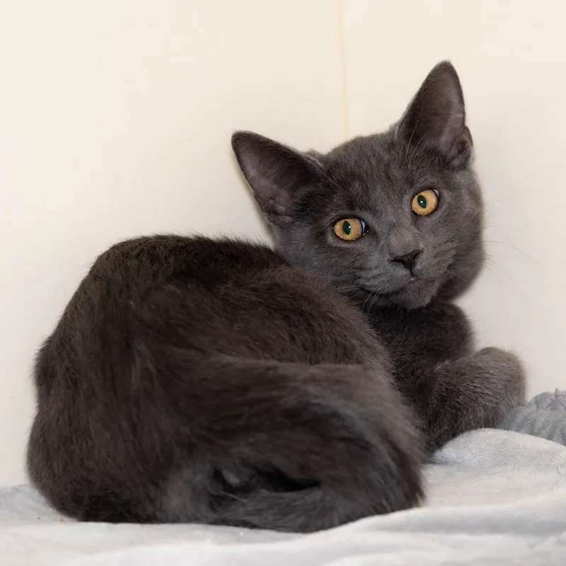 A baby small-sized male Gray / Blue / Silver Domestic Short Hair cat named Earl Grey for adoption in Victor, NY