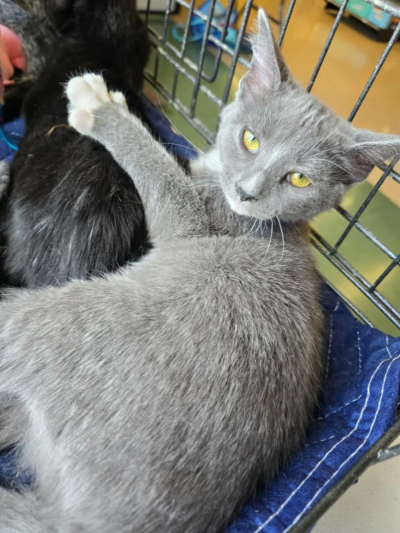 A young medium-sized female Gray & White Domestic Short Hair cat named Airbag for adoption in Nottingham, MD