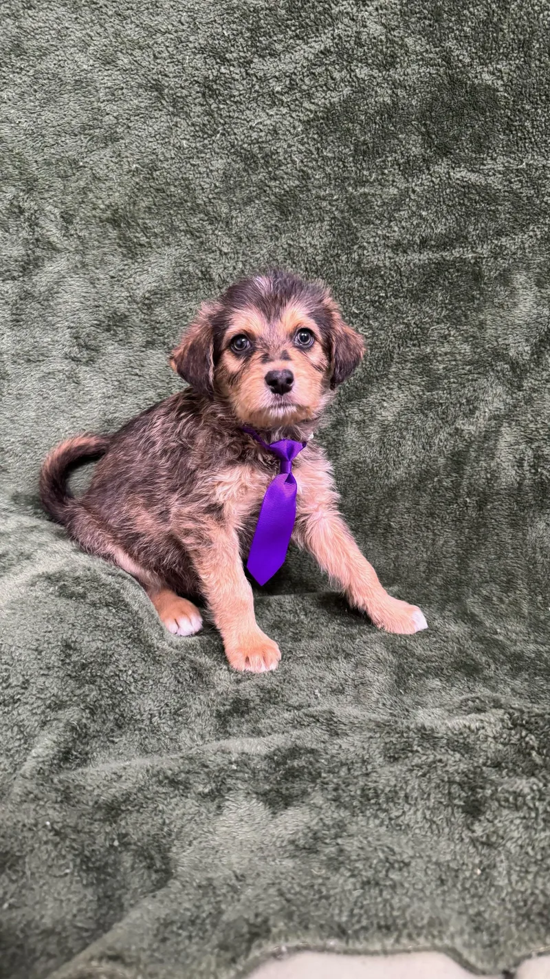 A baby medium-sized male Golden Beagle dog named Patrick for adoption in Knoxville, TN