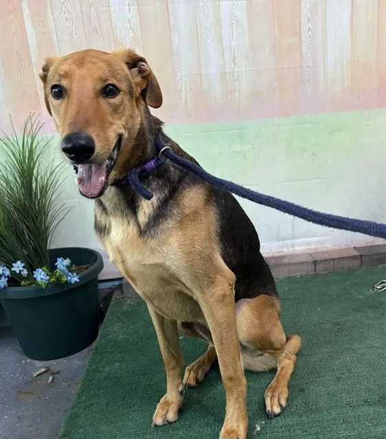 An adult medium-sized female German Shepherd Dog dog named Luna for adoption in Baldwin Park, CA