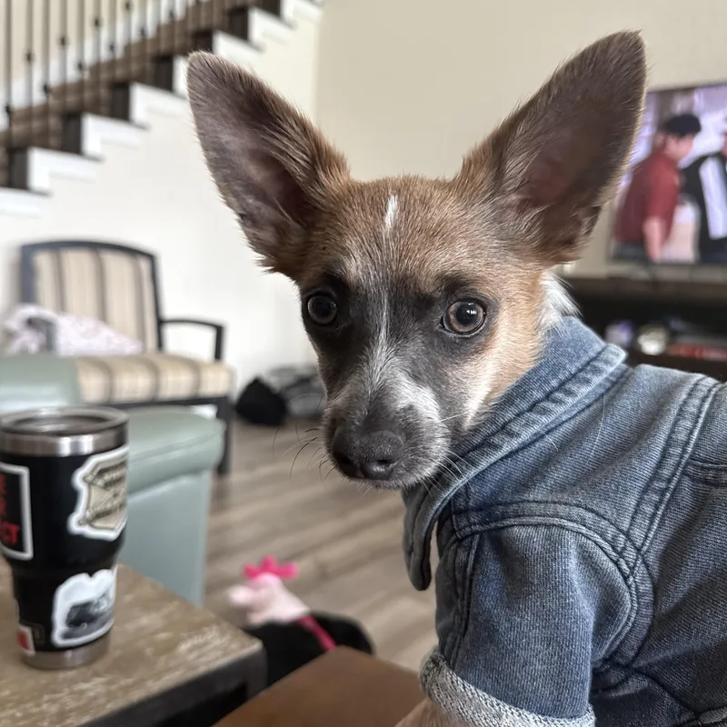 Pancho Villa thumbnail 2