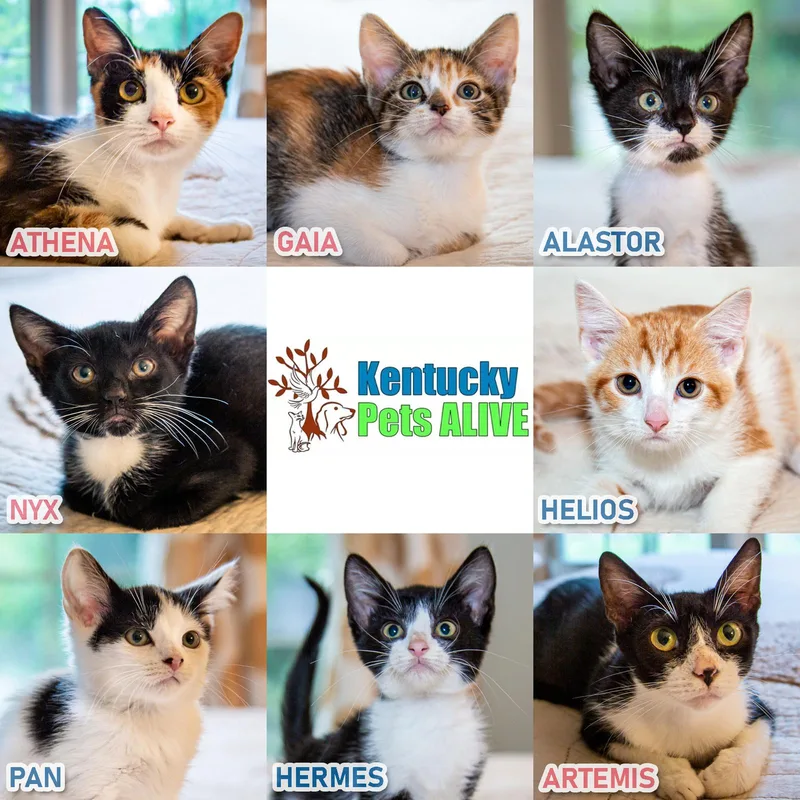 An adult medium-sized female Torbie cat named Momma Athena for adoption in Louisville, KY