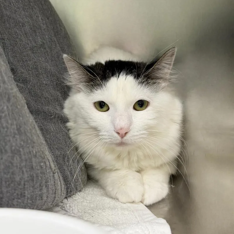 A young medium-sized female Domestic Medium Hair cat named Oona for adoption in State College, PA