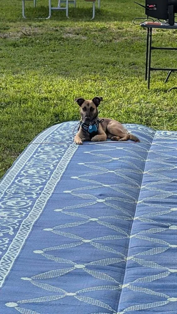 A baby medium-sized male Tricolor (Brown, Black, & White) Shepherd dog named Samsung Aka Sam for adoption in Amherst, NY