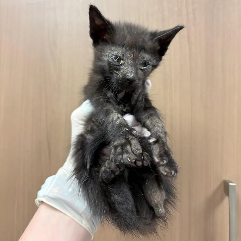 A baby small-sized male Black Domestic Short Hair cat named Wisp for adoption in Reno, NV