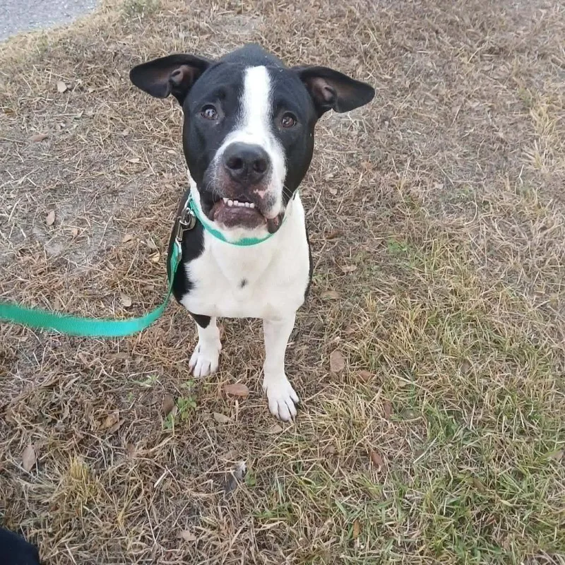 An adult large-sized male Tricolor (Brown, Black, & White) Pit Bull Terrier dog named Sam for adoption in Silsbee, TX