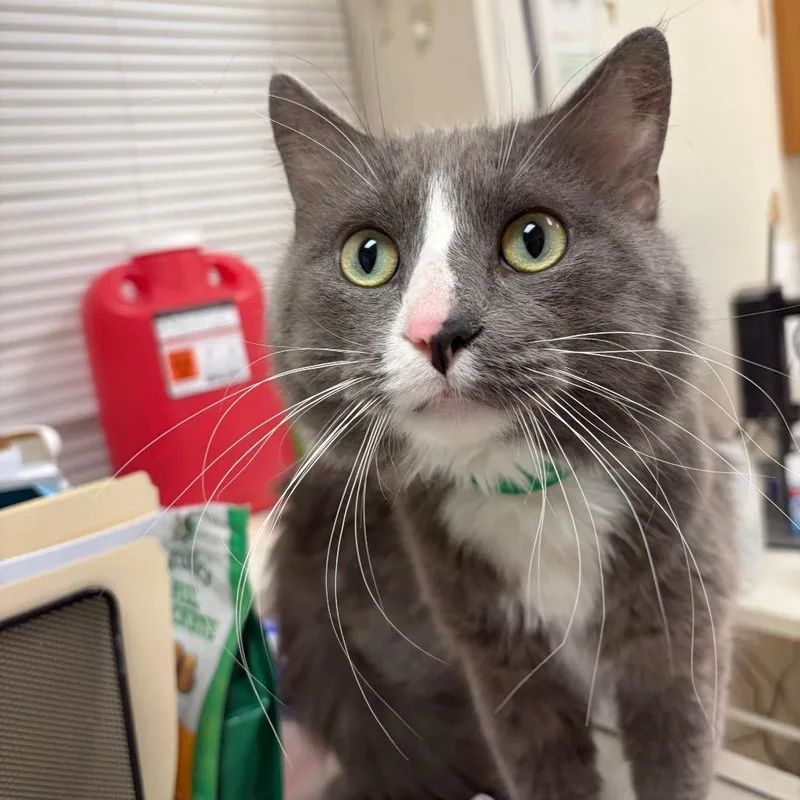 Leonardo thumbnail 2