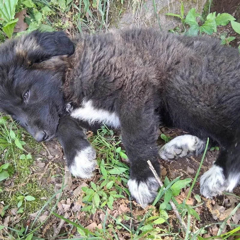 A baby small-sized female Great Pyrenees dog named Gigi for adoption in New Tazewell, TN
