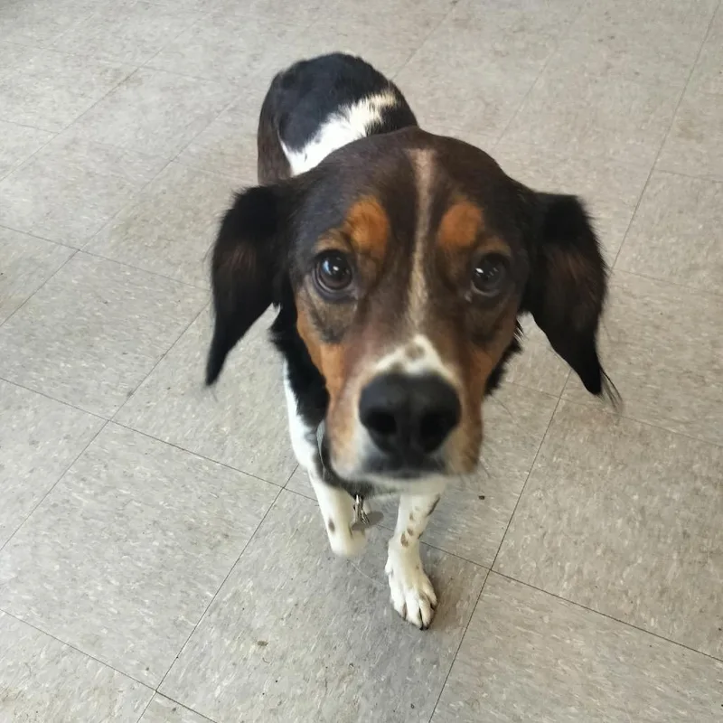 A senior medium-sized male Brown / Chocolate Beagle dog named Charlie for adoption in Quakertown, PA