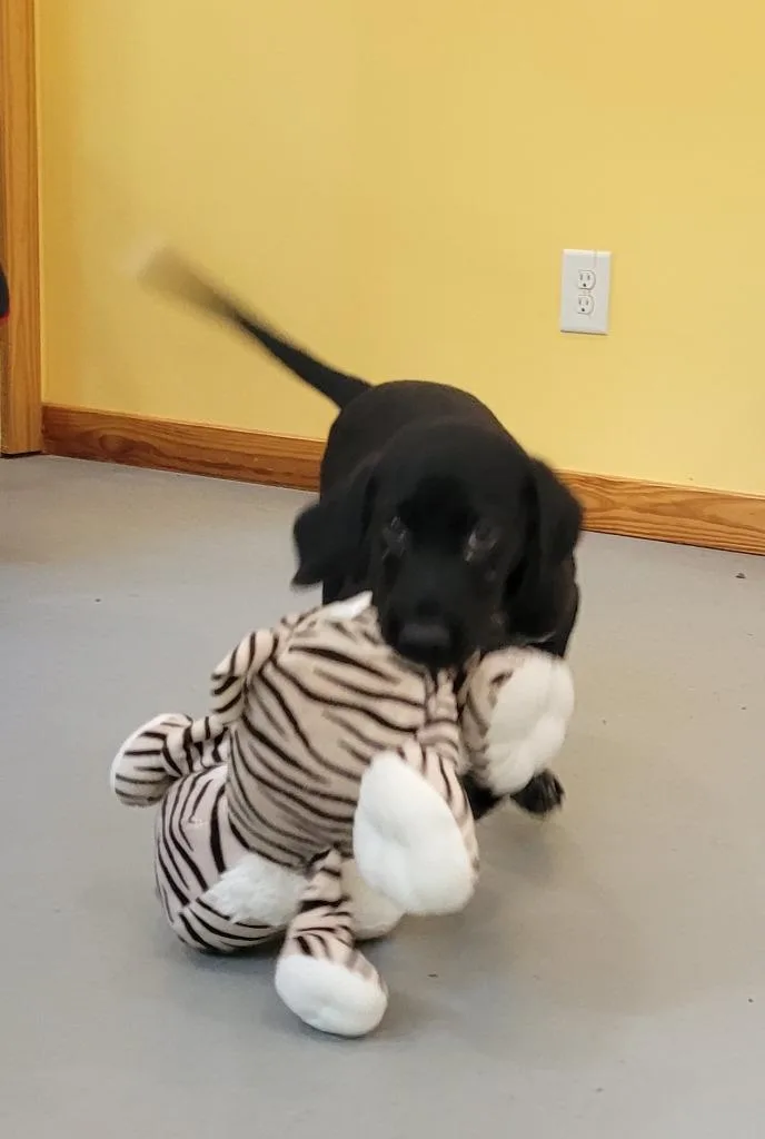 A baby small-sized male Mixed Breed dog named Chord for adoption in Lawrenceburg, TN
